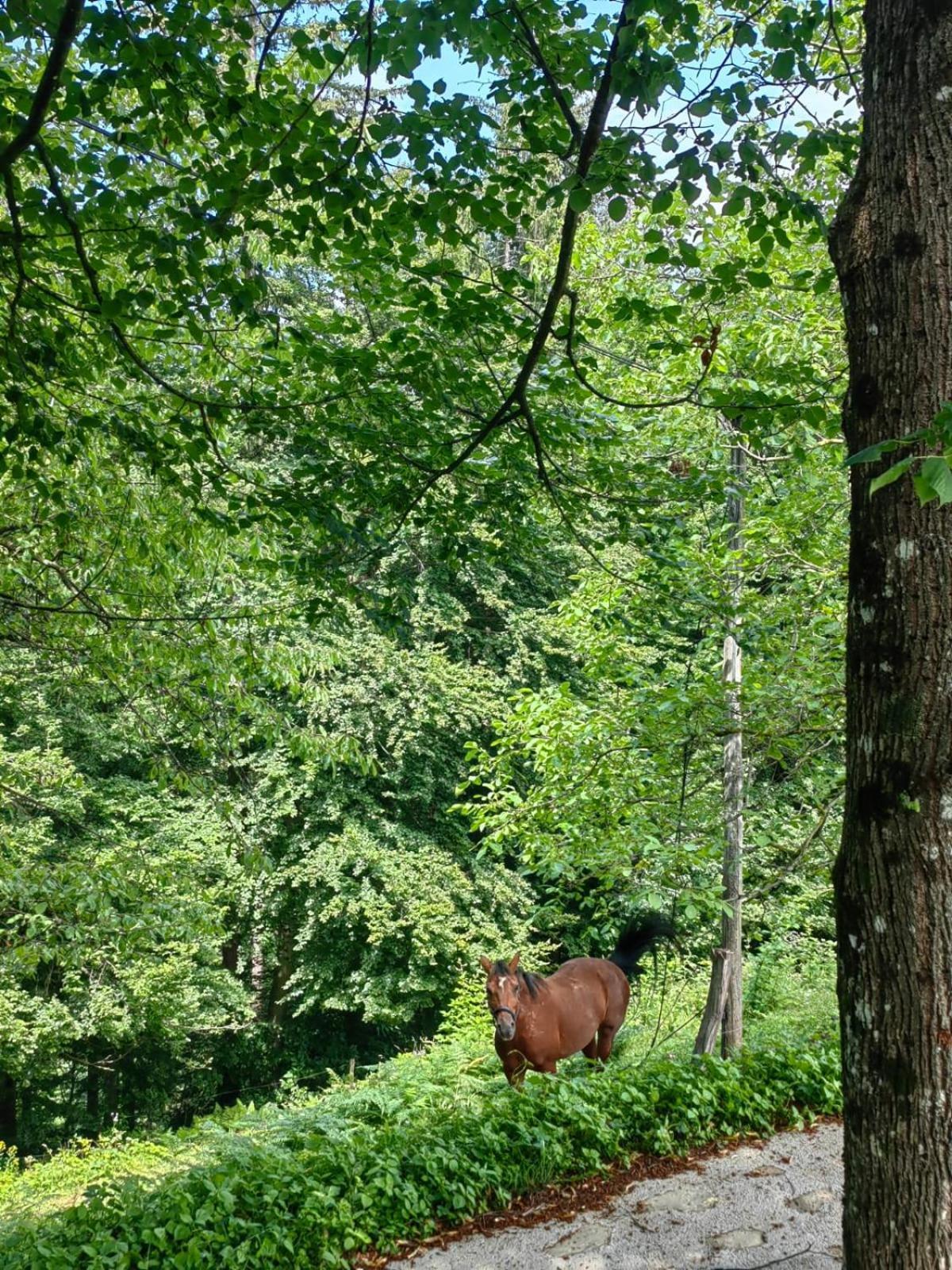 Healing Farm Gorenja Vas (Gorenja Vas-Poljane)